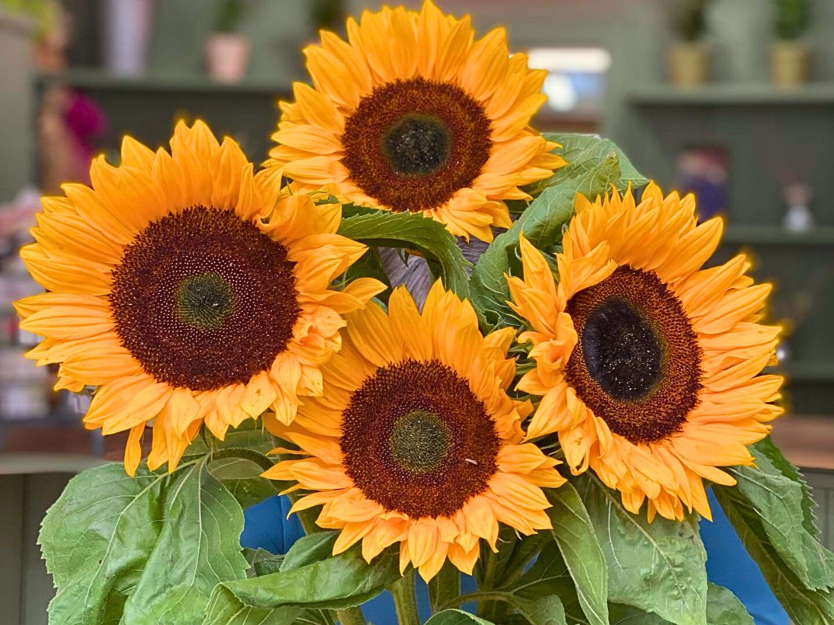 Orange Helianthus Flower seeds for Planting Pollinator Friendly, Heirloom & GMO Free Seeds for Home Garden vegetable and garden seeds