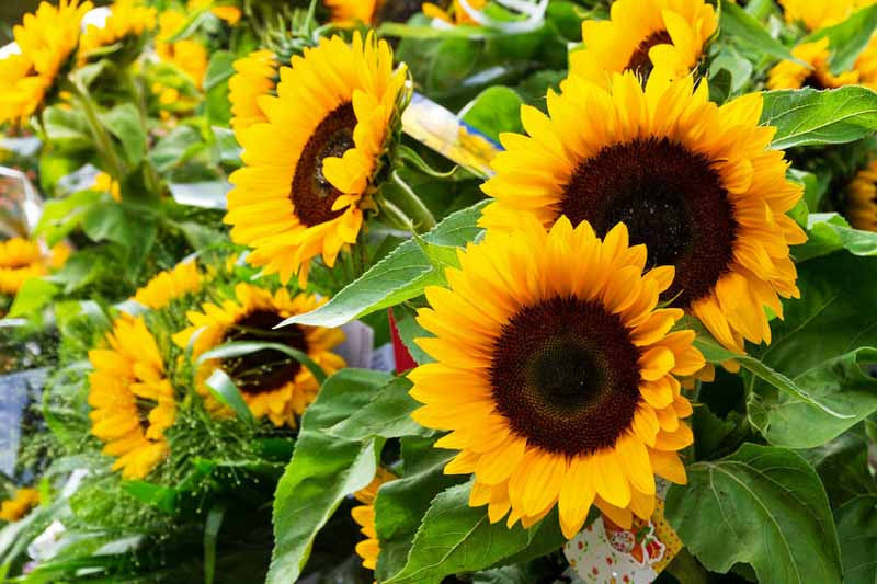 Helianthus Annuus Flower seeds for Planting Vibrant Colors Heirloom & GMO Free Seeds for Home Garden