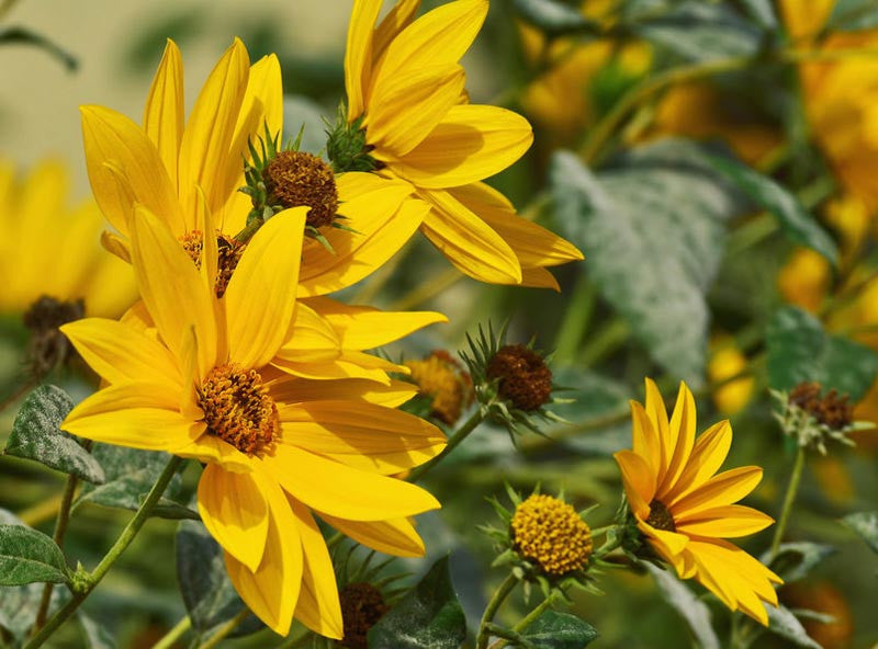 Premium Yellow Maximiliani Flower seeds for Planting Long Bloom Season, Heirloom & GMO Free Seeds for Home Garden seeds