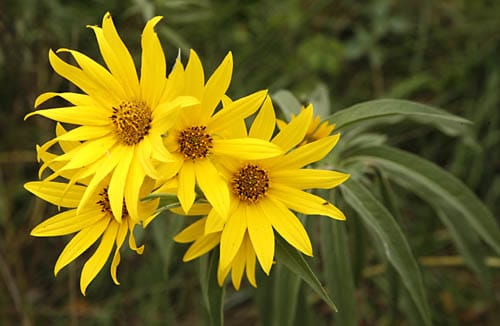High quality Yellow Maximilian Flower seeds for Planting Hardy Variety, Heirloom & GMO Free Seeds for Home Garden seeds pack