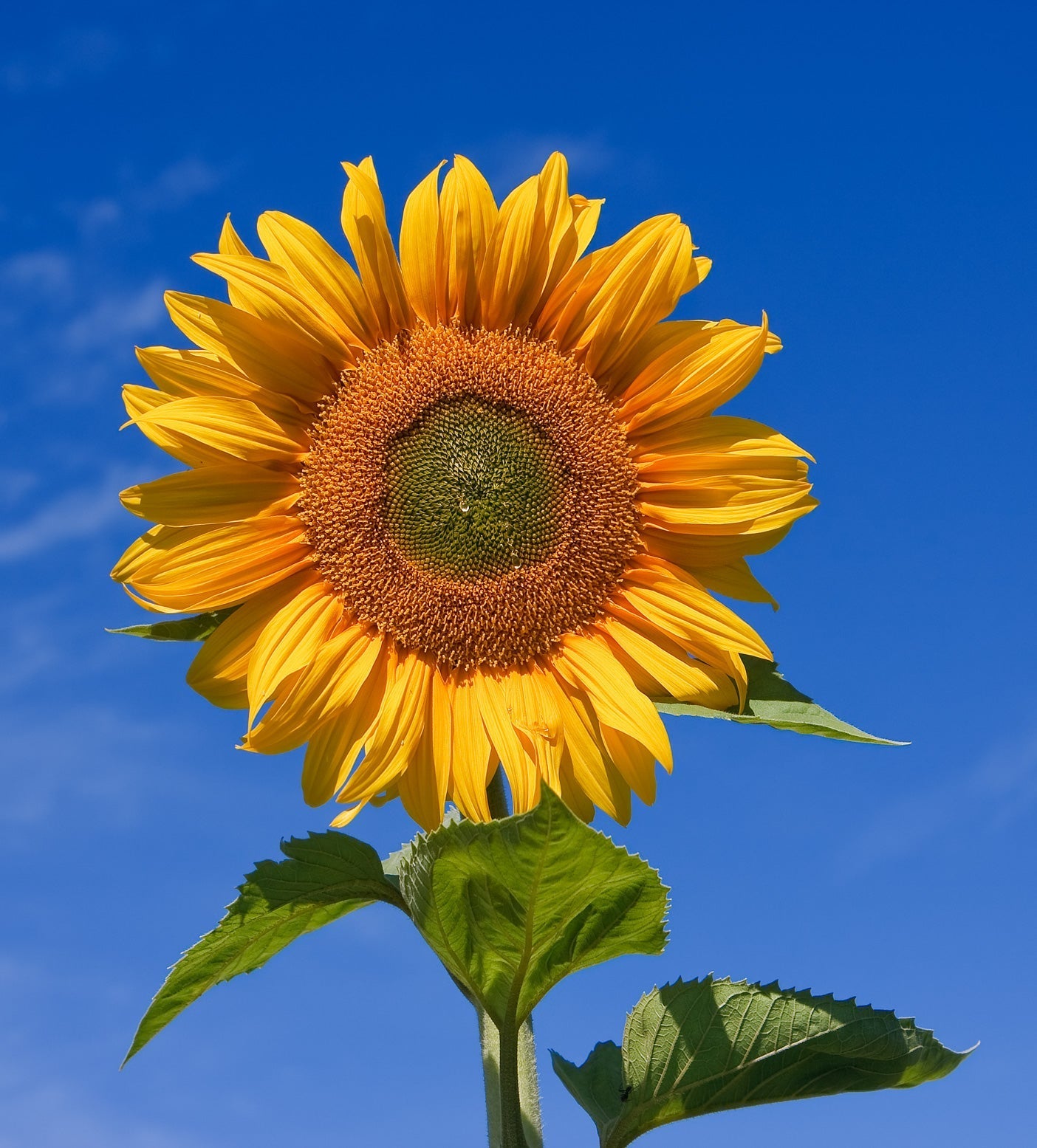 Helianthus Yellow Flowers Blooming in Garden