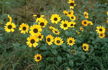 Helianthus Flower seeds for Planting Drought Tolerant Heirloom & GMO Free Seeds for Home Garden