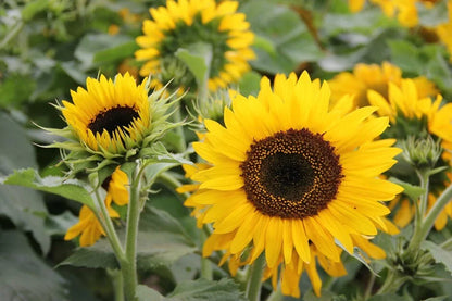 Helianthus Annuus Flower seeds for Planting Vibrant Colors Heirloom & GMO Free Seeds for Home Garden
