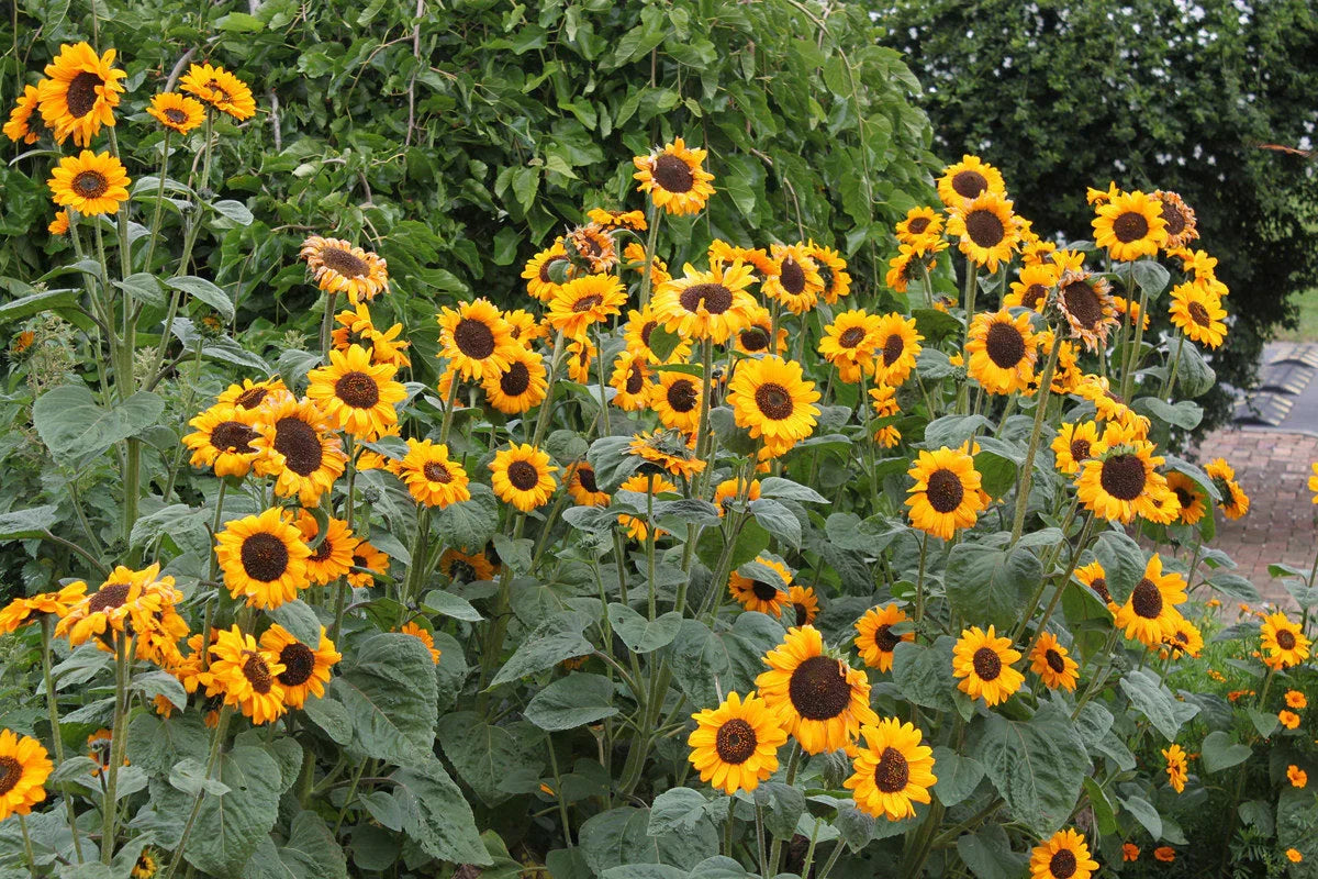 Helianthus Flower seeds for Planting Drought Tolerant Heirloom & GMO Free Seeds for Home Garden