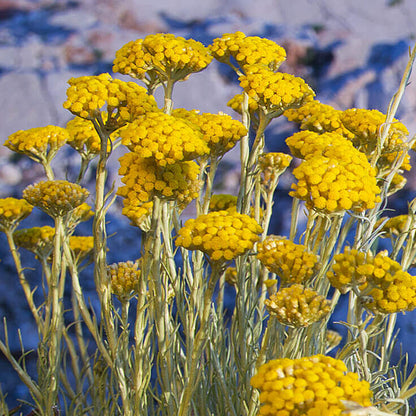 Heirloom Immortelle Flower seeds for Planting Shade Tolerant Heirloom & GMO Free Seeds for Home Garden