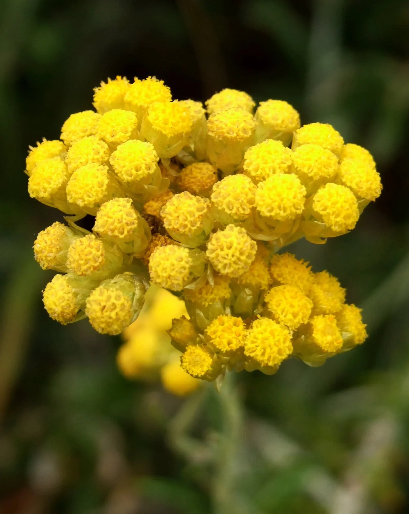 High quality Helichrysum Italicum Flower seeds for Planting Wildflower Mix, Heirloom & GMO Free Seeds for Home Garden seeds pack
