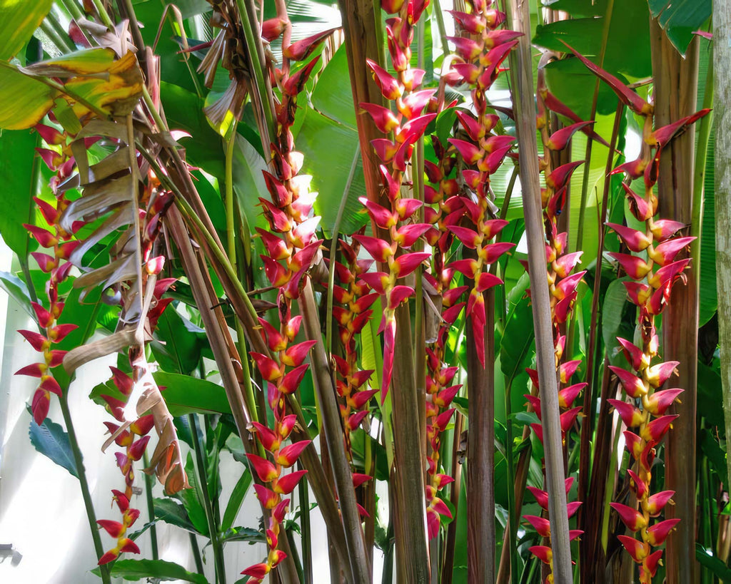 Heliconia Pogonantha Flower seeds for Planting Bright Blooms, Heirloom & GMO Free Seeds for Home Garden vegetable and garden seeds