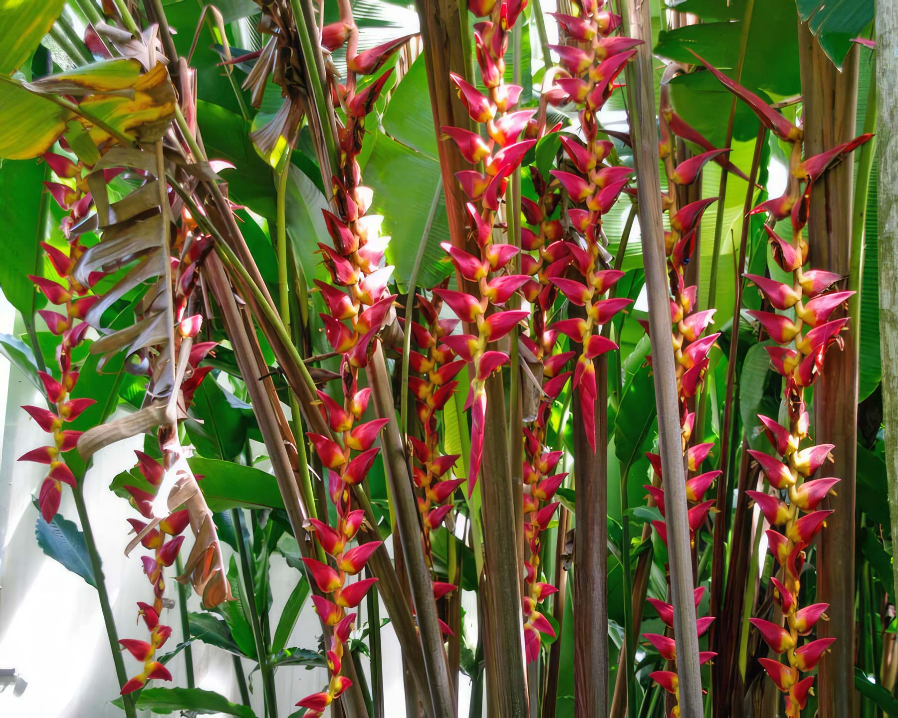 Heliconia Pogonantha Flower seeds for Planting Bright Blooms, Heirloom & GMO Free Seeds for Home Garden vegetable and garden seeds