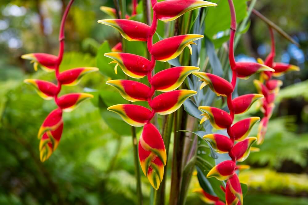High quality Heliconia Flower seeds for Planting Cottage Garden Essential, Heirloom & GMO Free Seeds for Home Garden seeds pack