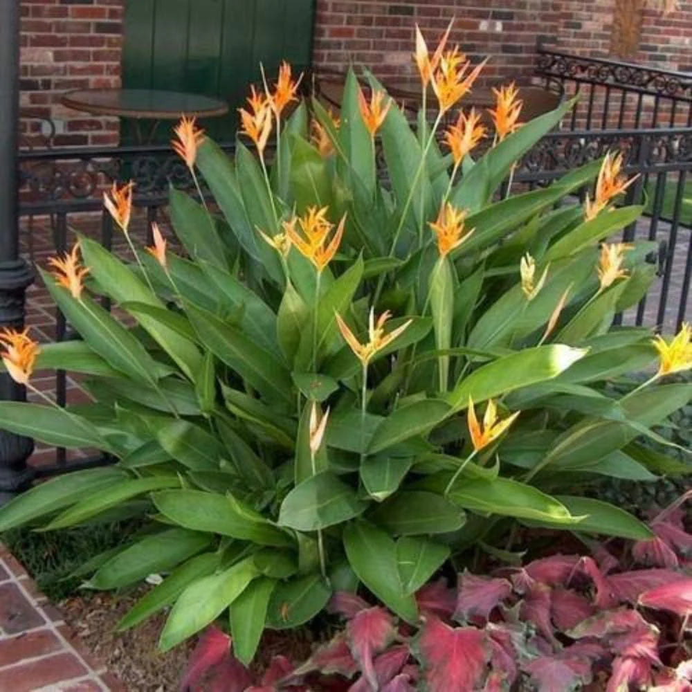 Heirloom Heliconia Wagneriana Flower seeds for Planting Low Maintenance Heirloom & GMO Free Seeds for Home Garden