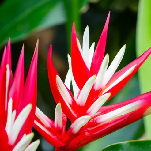 Strelitzia Reginae Flower seeds for Planting Easy to Grow, Heirloom & GMO Free Seeds for Home Garden vegetable and garden seeds