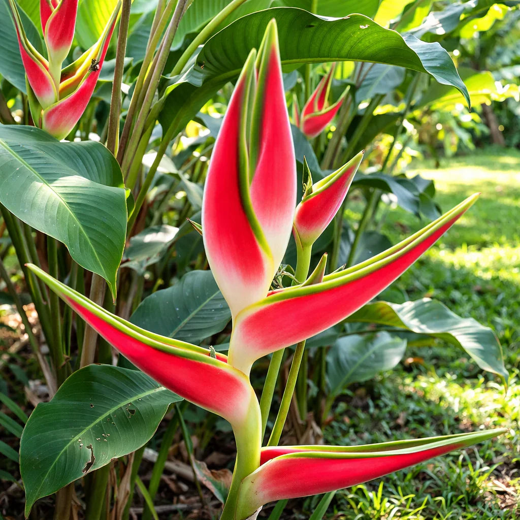 Heliconia Wagneriana Flower seeds for Planting - Cut Flower Favorite, Heirloom & GMO Free Seeds for Home Garden