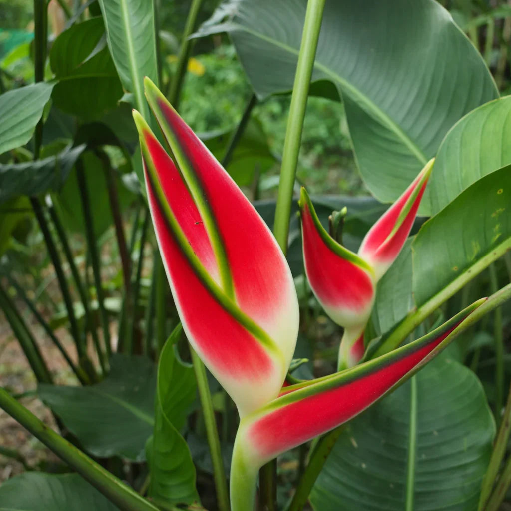Heliconia Wagneriana Flower seeds for Planting - Cut Flower Favorite, Heirloom & GMO Free Seeds for Home Garden