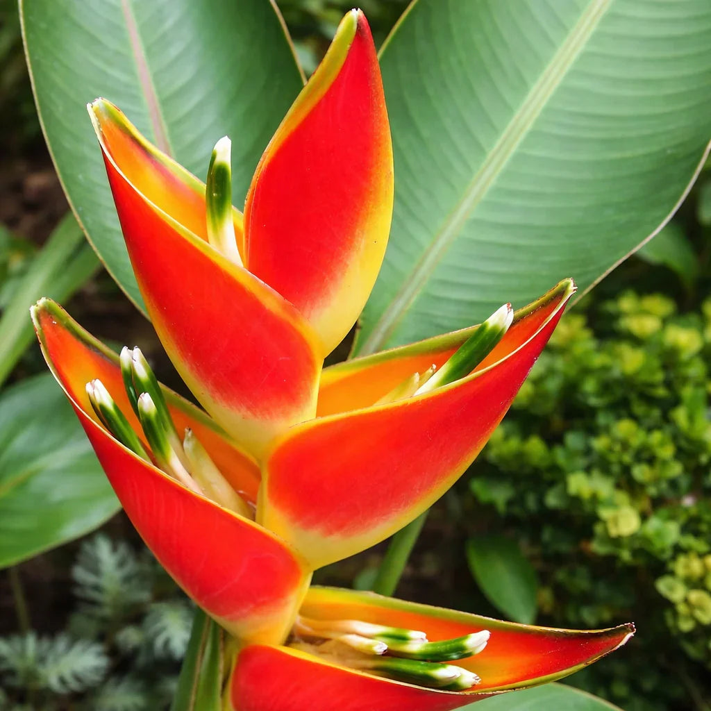 Heliconia Harlingii Flower seeds for Planting Easy to Grow Heirloom & GMO Free Seeds for Home Garden