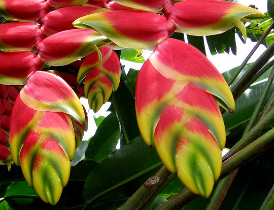 Premium Heliconia Flower seeds for Planting Cottage Garden Essential, Heirloom & GMO Free Seeds for Home Garden seeds