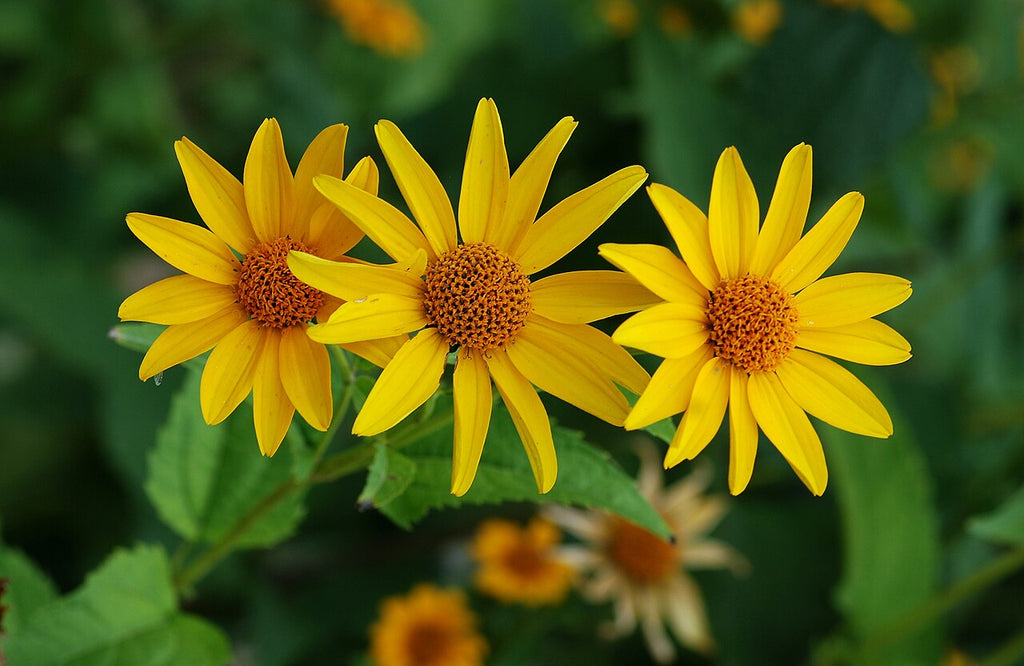 Yellow Rotundifolia Flower seeds for Planting Cottage Garden Essential, Heirloom & GMO Free Seeds for Home Garden seeds for planting