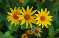 Yellow Rotundifolia Flower seeds for Planting Cottage Garden Essential, Heirloom & GMO Free Seeds for Home Garden seeds for planting