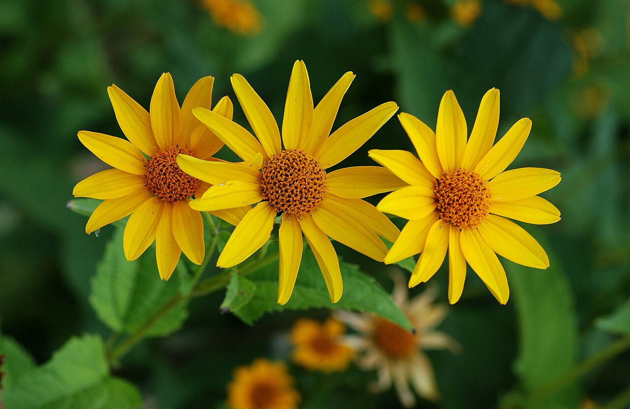 Yellow Rotundifolia Flower seeds for Planting Cottage Garden Essential, Heirloom & GMO Free Seeds for Home Garden seeds for planting