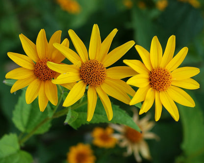 Heliopsis SunFlower seeds for Planting Colorful Display Heirloom & GMO Free Seeds for Home Garden