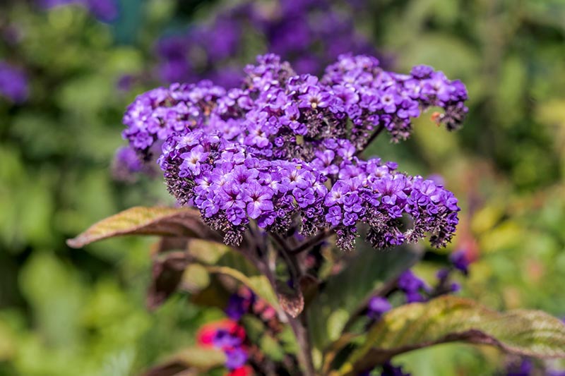 Purple Heliotrope Flower seeds for Planting Vibrant Colors, Heirloom & GMO Free Seeds for Home Garden vegetable and garden seeds