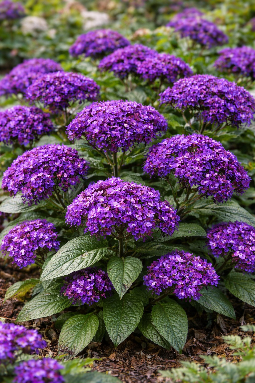 Premium Fresh Heliotrope Flower seeds for Planting Shade Tolerant, Heirloom & GMO Free Seeds for Home Garden seeds