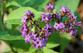Heliotropium Flower seeds for Planting Low Maintenance, Heirloom & GMO Free Seeds for Home Garden seeds for planting