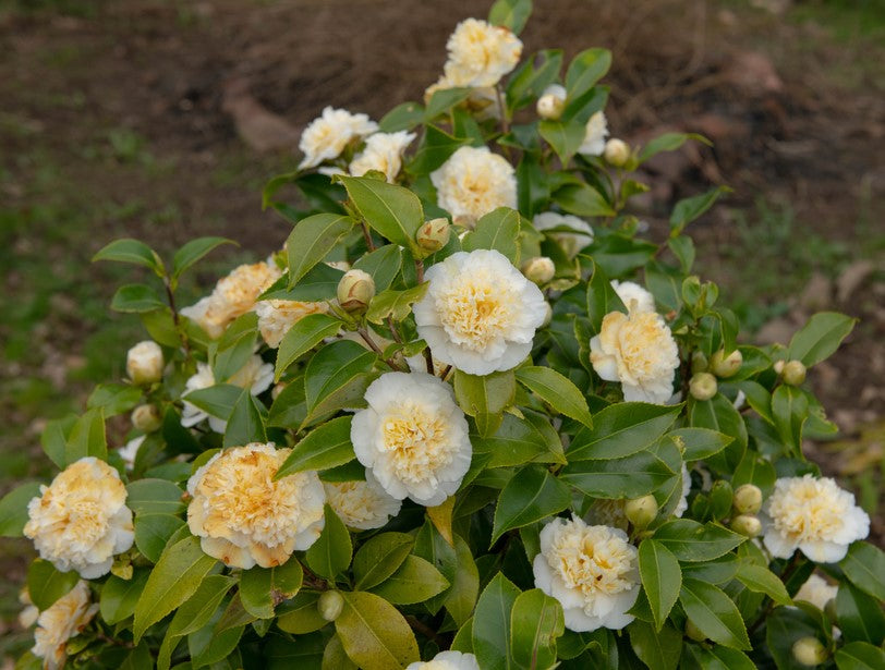 Camellia Light Yellow Flower seeds for Planting Cut Flower Favorite, Heirloom & GMO Free Seeds for Home Garden seeds for home gardening
