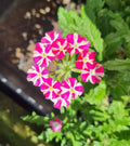 Pink Verbena Flower seeds for Planting Premium Quality, Heirloom & GMO Free Seeds for Home Garden seeds for planting
