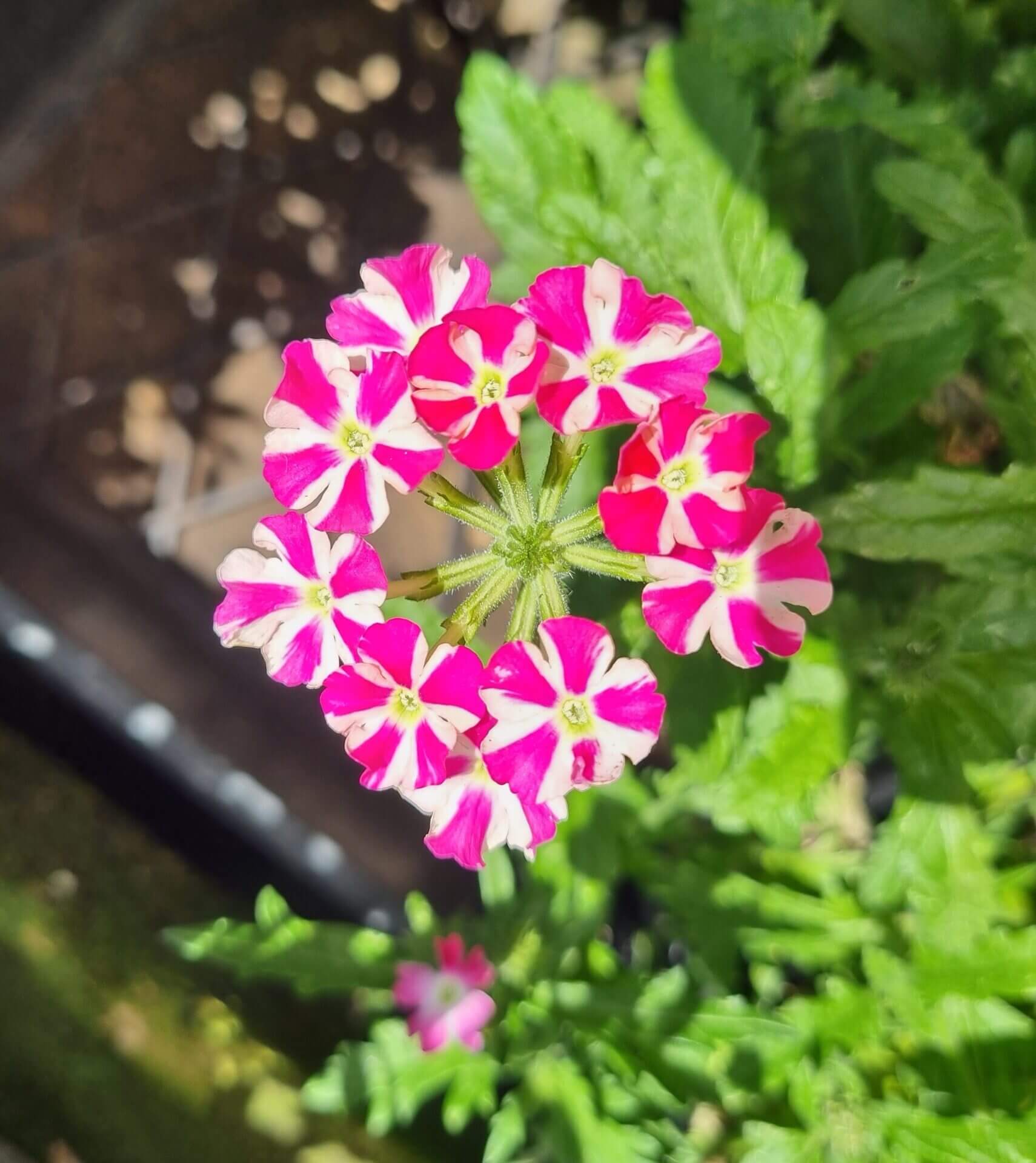 Pink Verbena Flower seeds for Planting Premium Quality, Heirloom & GMO Free Seeds for Home Garden seeds for planting