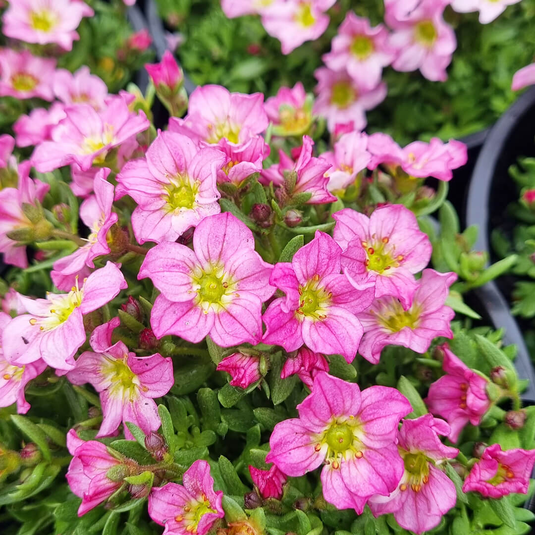 Pink Saxifraga Flower seeds for Planting Garden Favorite, Heirloom & GMO Free Seeds for Home Garden seeds for planting