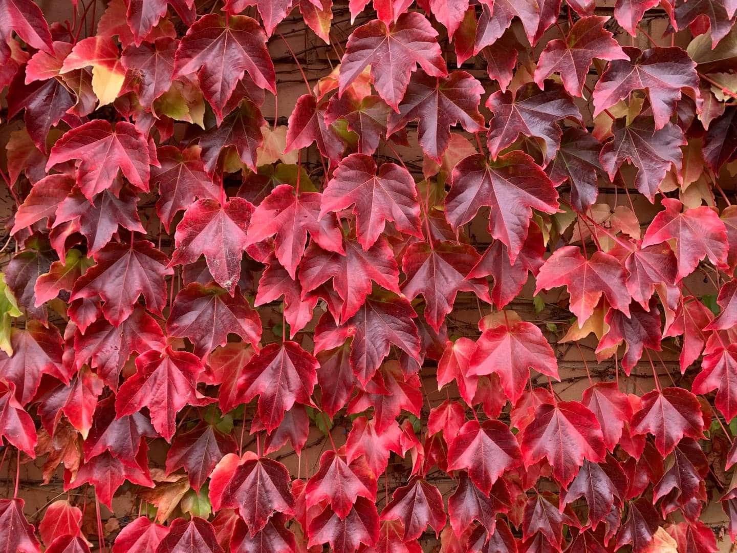 Red Boston Ivy Flower seeds for Planting Easy to Grow, Heirloom & GMO Free Seeds for Home Garden vegetable and garden seeds