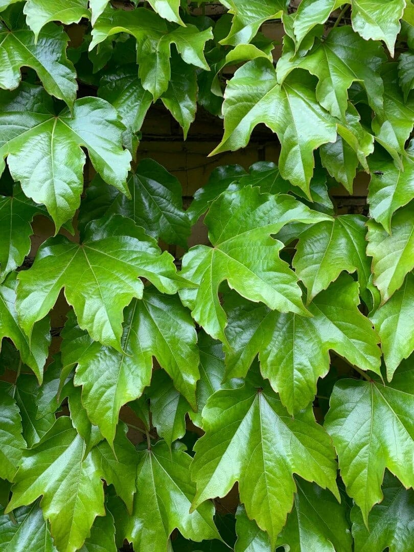Ivy Flower seeds for Planting Wildflower Mix, Heirloom & GMO Free Seeds for Home Garden vegetable and garden seeds