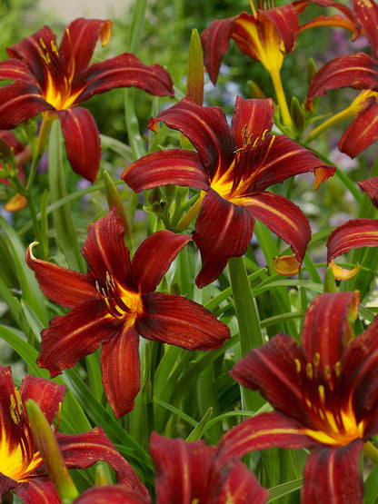 Yellow Red Hemerocallis Flower seeds for Planting - Sun Loving, Heirloom & GMO Free Seeds for Home Garden