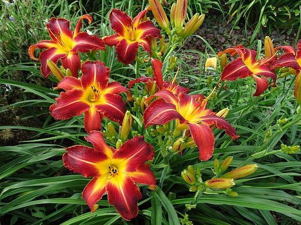 Yellow Red Hemerocallis Flower seeds for Planting - Sun Loving, Heirloom & GMO Free Seeds for Home Garden