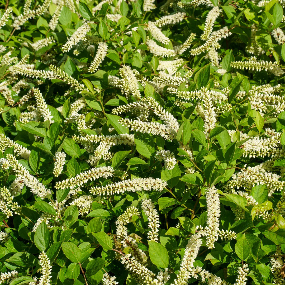 Verbena Chokecherry Flower seeds for Planting Perfect for Borders Heirloom & GMO Free Seeds for Home Garden