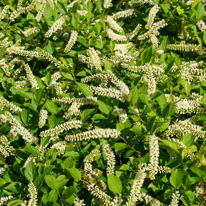 Verbena Chokecherry Flower seeds for Planting Perfect for Borders Heirloom & GMO Free Seeds for Home Garden