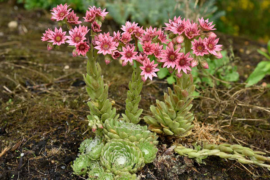 Premium Sempervivum Flower seeds for Planting Vibrant Colors, Heirloom & GMO Free Seeds for Home Garden seeds