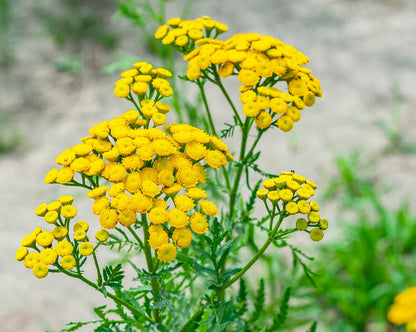 Tansy (Tansy Flower) seeds for planting in home garden
