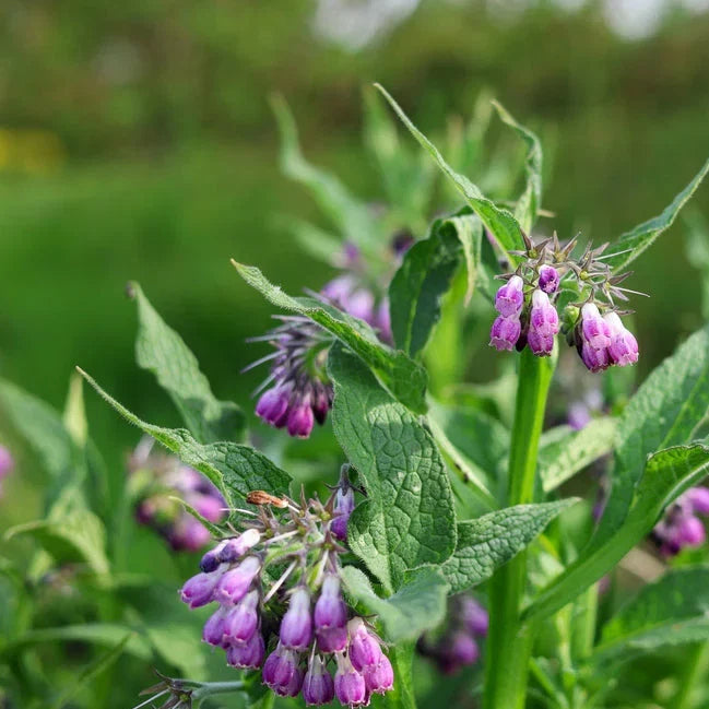Comfrey Flower seeds for Planting Perfect for Borders Heirloom & GMO Free Seeds for Home Garden