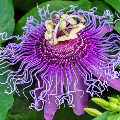 Passiflora Flower seeds for Planting Premium Quality Heirloom & GMO Free Seeds for Home Garden