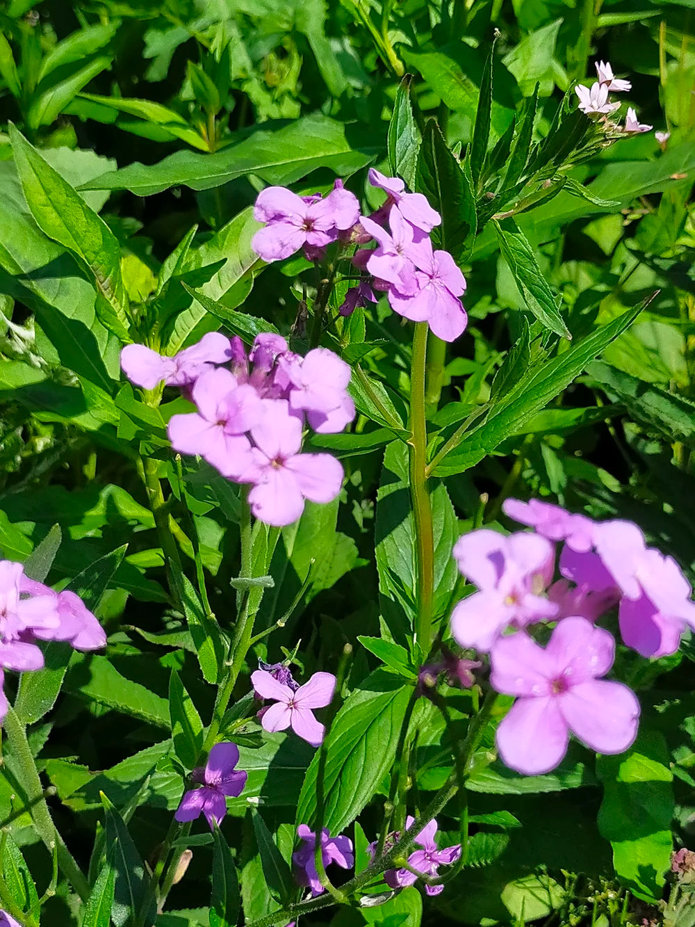 Premium Hesperis Matronalis Flower seeds for Planting Easy to Grow, Heirloom & GMO Free Seeds for Home Garden seeds