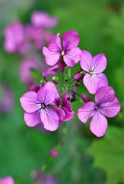High quality Hesperis Matronalis Flower seeds for Planting Easy to Grow, Heirloom & GMO Free Seeds for Home Garden seeds pack