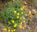 Grindelia Flower seeds for Planting Seasonal Bloomer, Heirloom & GMO Free Seeds for Home Garden seeds for planting