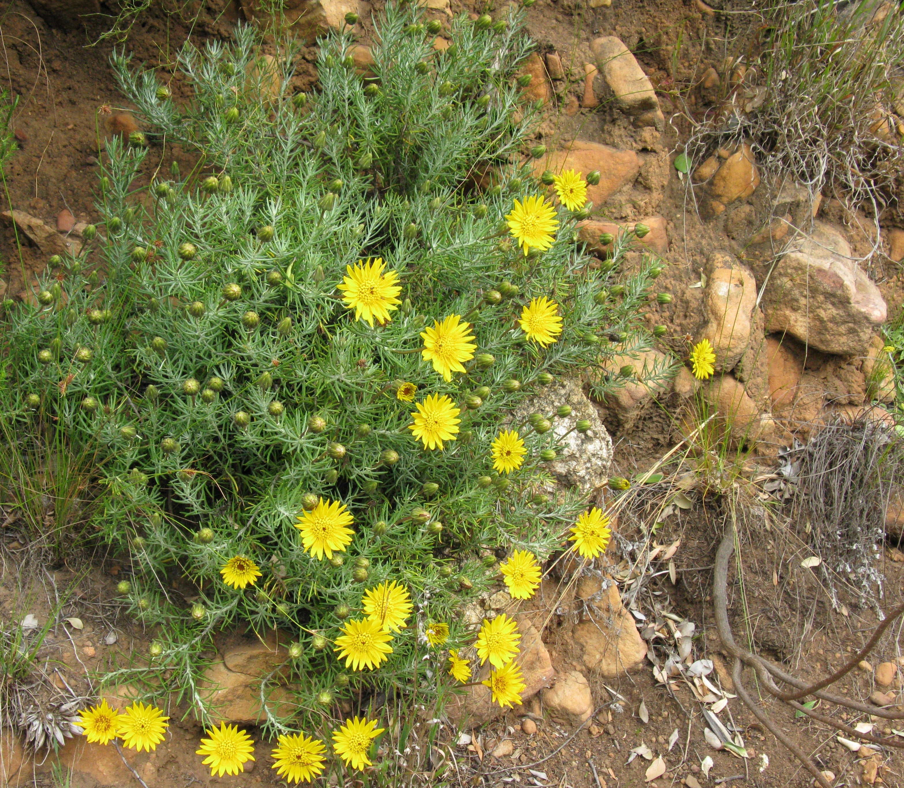 Grindelia Flower seeds for Planting Seasonal Bloomer, Heirloom & GMO Free Seeds for Home Garden seeds for planting