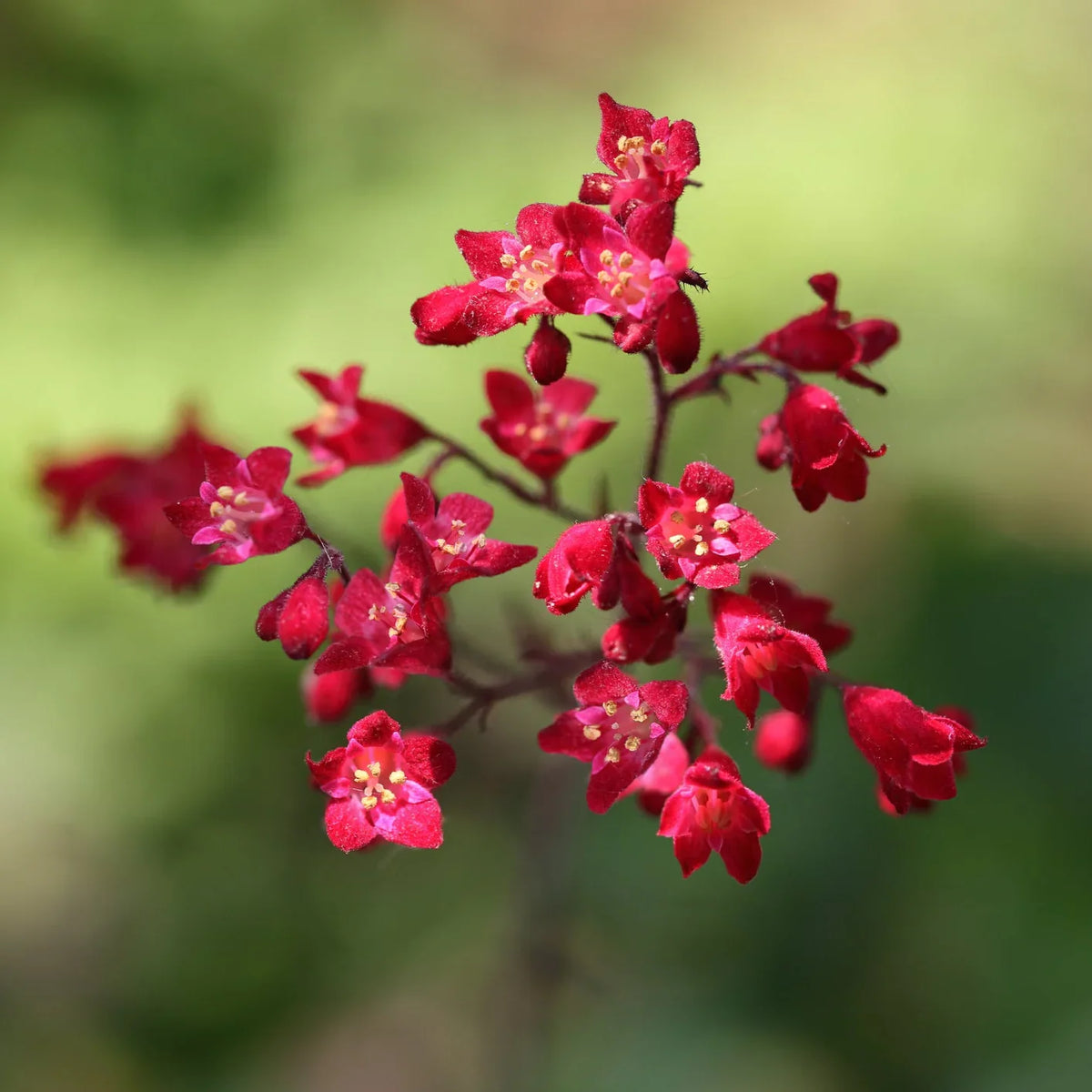 Heirloom Coral Bells Flower seeds for Planting Long Bloom Season Heirloom & GMO Free Seeds for Home Garden