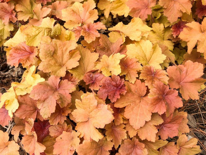 Orange Heuchera Flower seeds for Planting - Long Bloom Season, Heirloom & GMO Free Seeds for Home Garden