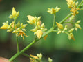 Yellow Hevea Brasiliensis Flower seeds for Planting Compact Growth, Heirloom & GMO Free Seeds for Home Garden seeds for planting