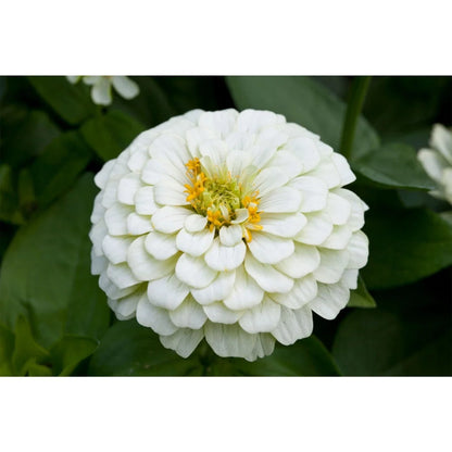 Heirloom Magellan Ivory Zinnia Flower seeds for Planting Long Bloom Season Heirloom & GMO Free Seeds for Home Garden