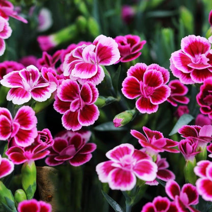 Dianthus Flower seeds for Planting Drought Tolerant Heirloom & GMO Free Seeds for Home Garden