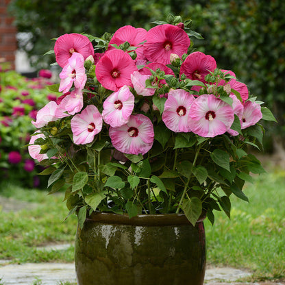 Mix Hibiscus Luna Flower seeds for Planting Cut Flower Favorite Heirloom & GMO Free Seeds for Home Garden
